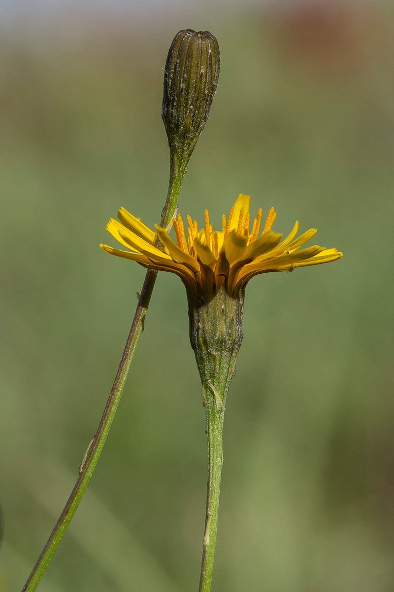 Изображение особи Scorzoneroides autumnalis.