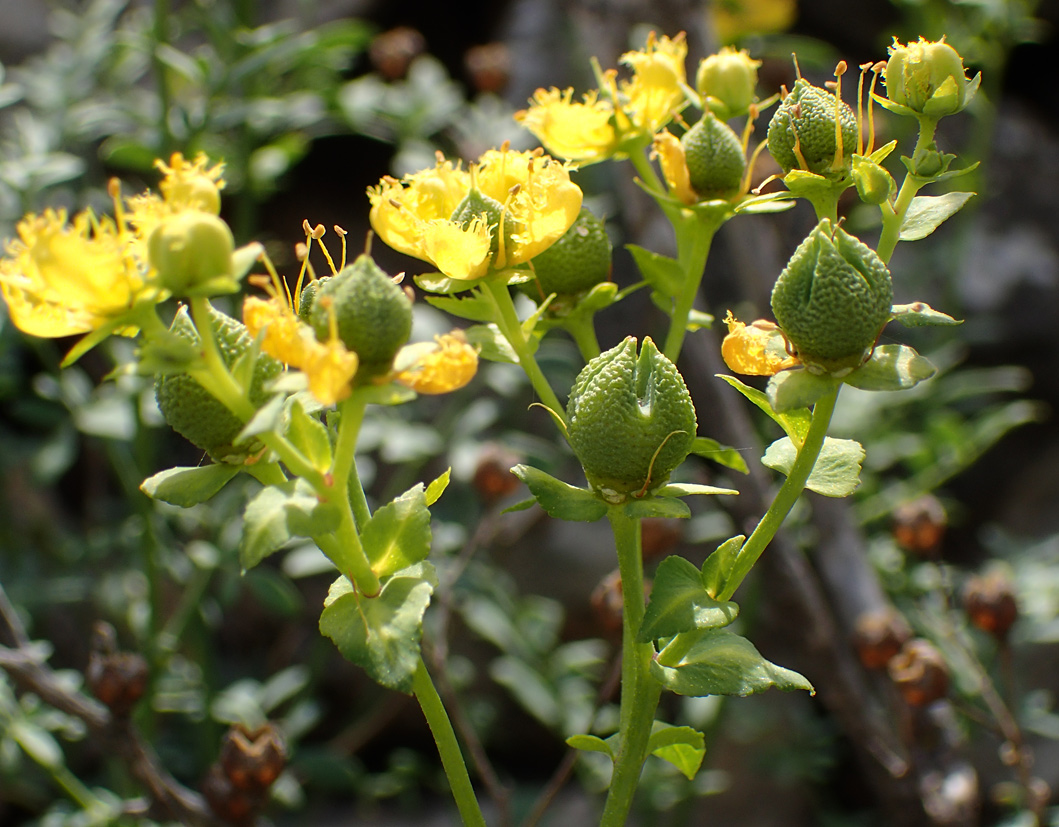 Изображение особи Ruta chalepensis.