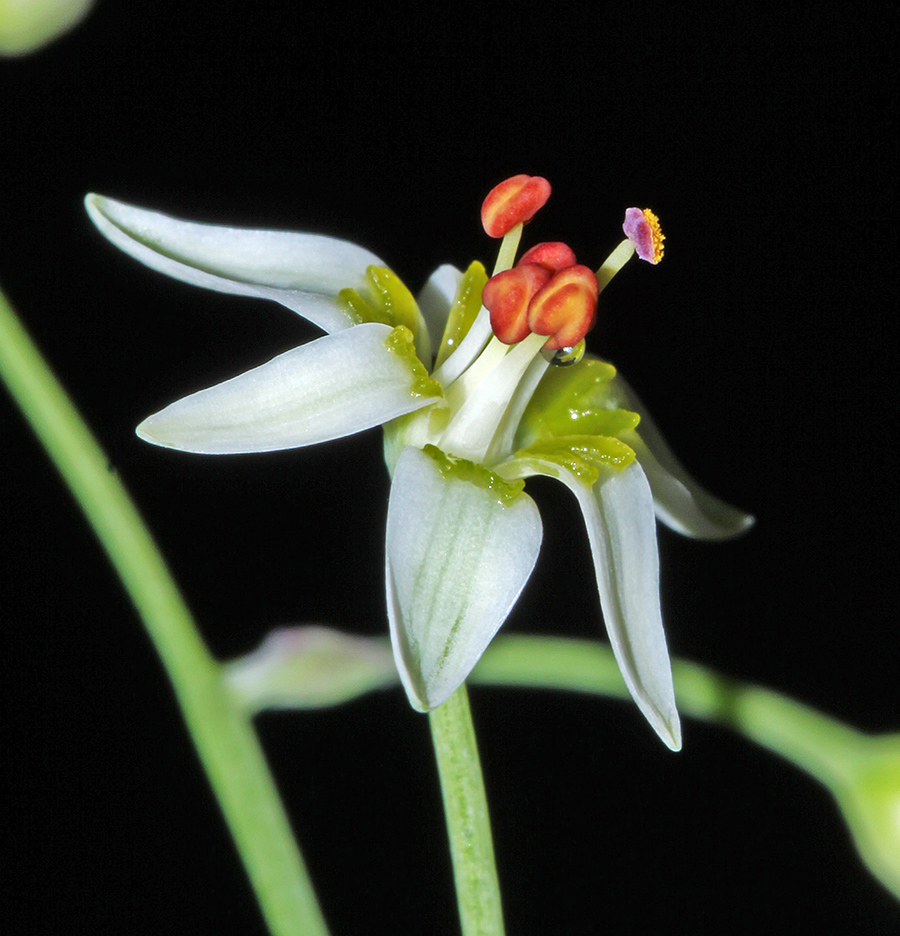 Изображение особи Zigadenus sibiricus.