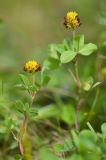 Trifolium spadiceum. Верхняя часть цветущего растения. Карачаево-Черкесия, Зеленчукский р-н, окр. пос. Архыз, хребет Абишира-Ахуба, левый берег р. Кяфар ниже оз. Кяфар, 2350 м н.у.м., субальпийский луг. 31.07.2018.