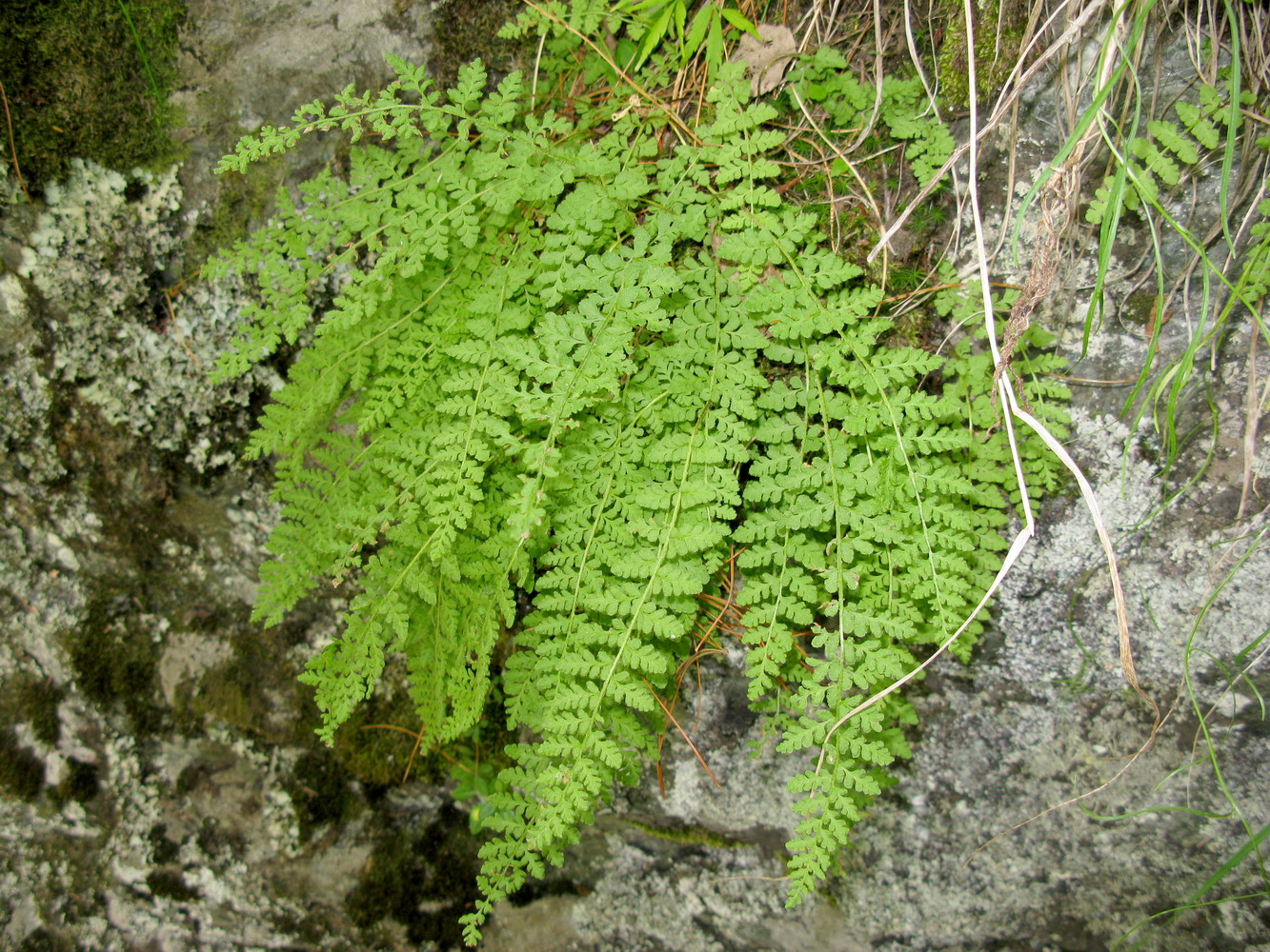 Image of Woodsia taigischensis specimen.