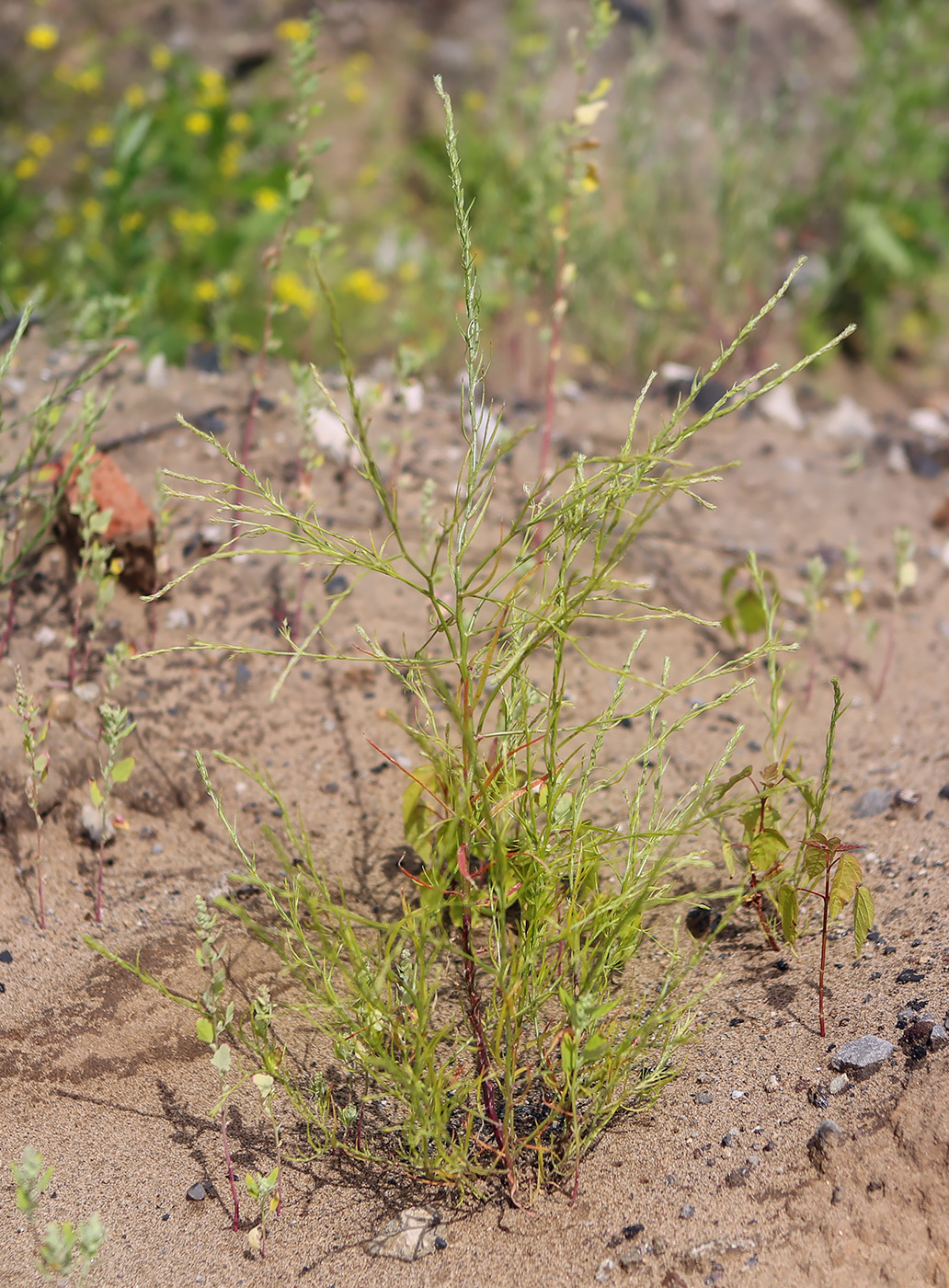 Изображение особи Corispermum declinatum.