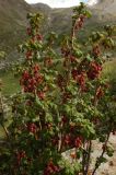 Ribes meyeri