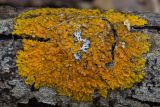 Xanthoria parietina