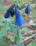 Mertensia stylosa. Соцветие. Тува, хр. Обручева, р. Сынак. 11.07.2010.