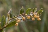 Chamaedaphne calyculata