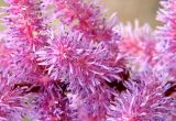 Astilbe chinensis. Цветки. Приморский край, Ольгинский р-н, 6 км Ю-В с. Милоградово, окр. бух. Красная Скала. 12.08.2009.