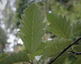 Sorbus intermedia. Листья (видна абаксиальная поверхность). Москва, Аптекарский огород, в культуре. 03.09.2021.