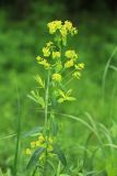 Euphorbia mandshurica