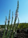 Veronica pinnata