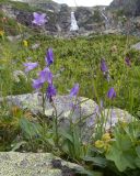 род Campanula