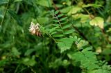 Vicia abbreviata