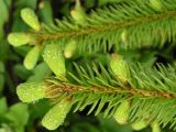 Picea asperata