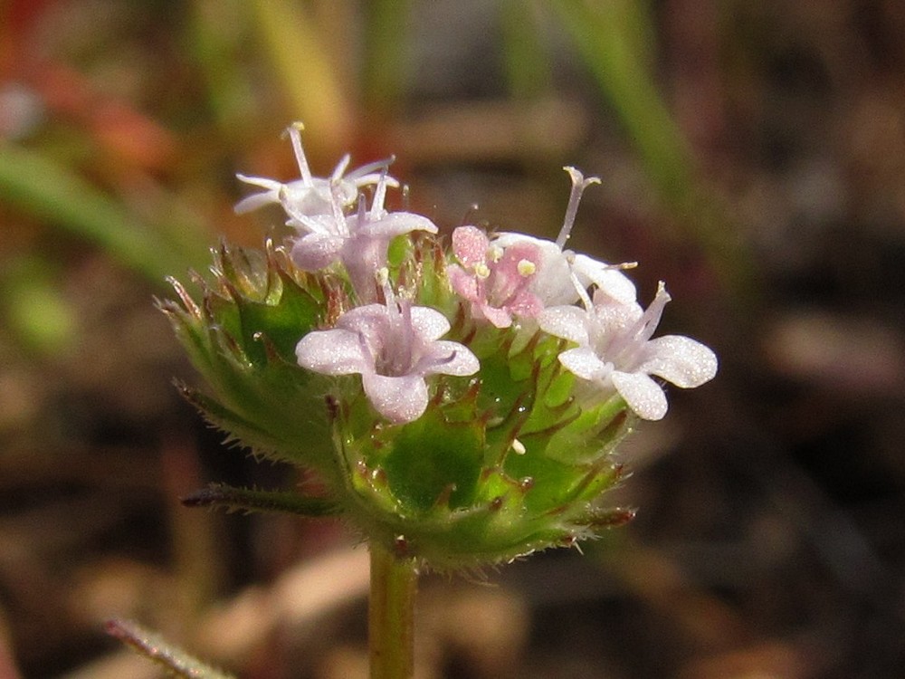 Изображение особи Valerianella coronata.