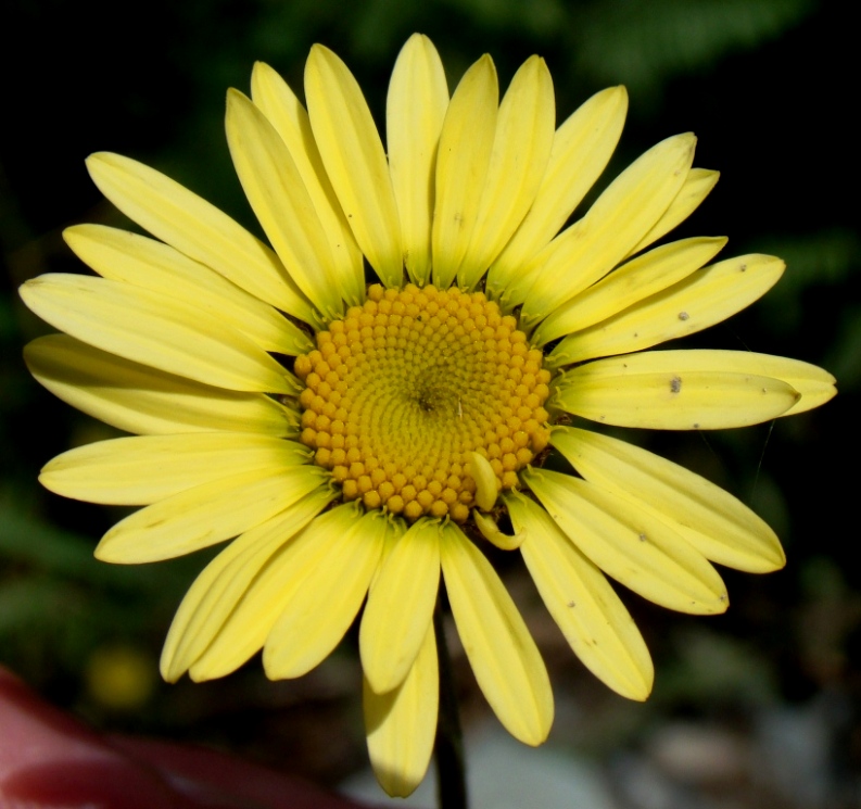 Изображение особи Anthemis tinctoria.