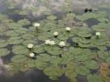 Nymphaea alba