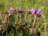 Thymus glabricaulis. Верхушка цветущего побега. Полярный Урал, долина Левого Кечпеля. 21.07.2011.