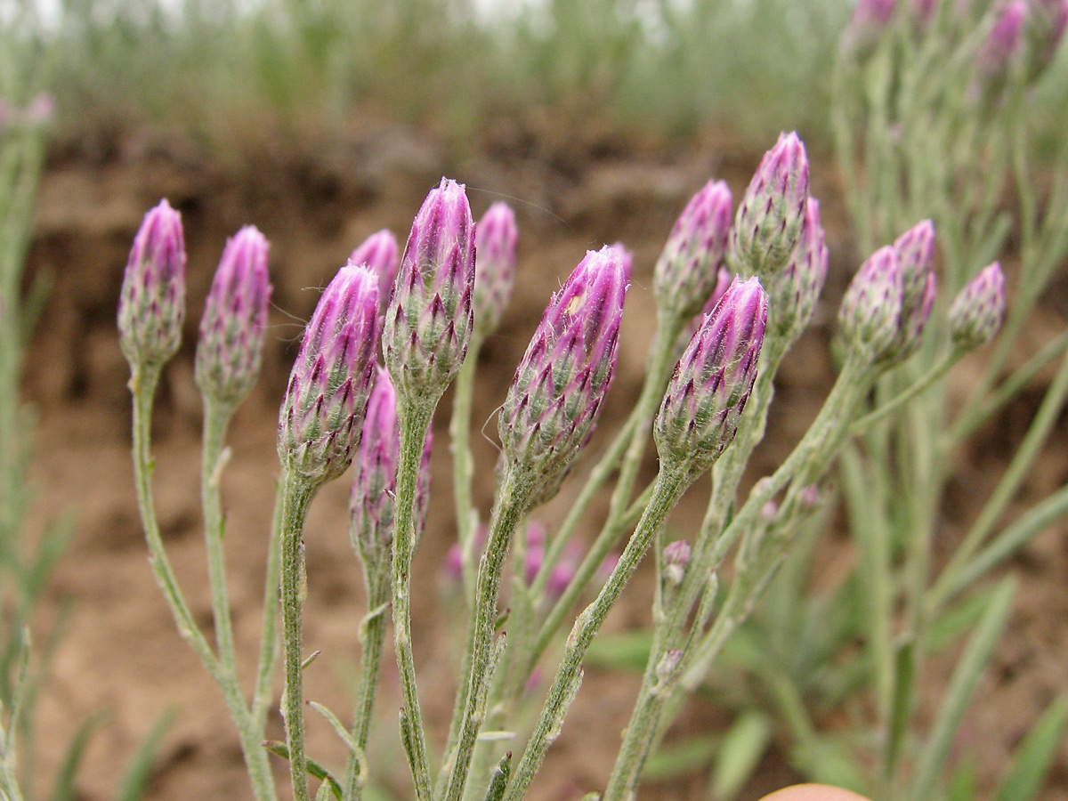 Image of Jurinea multiflora specimen.