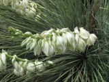 род Yucca. Соцветие. Южный берег Крыма, Никитский ботанический сад. 05.06.2009.