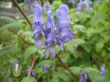 Aconitum sczukinii