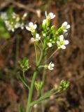 Arabidopsis thaliana. Соцветие. Украина, г. Запорожье, западный берег о-ва Хортица. 06.04.2013.