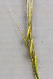 Stipa lessingiana