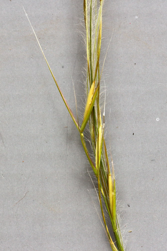 Изображение особи Stipa lessingiana.