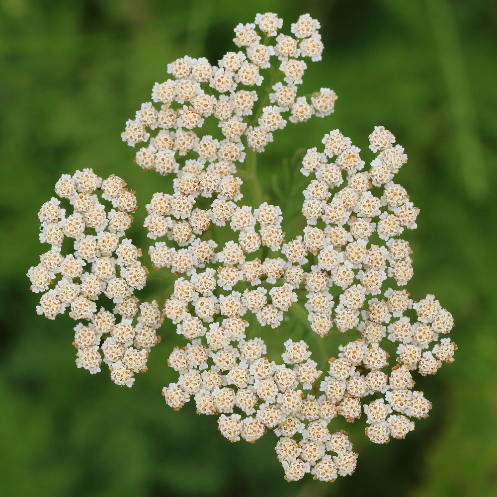 Изображение особи Achillea nobilis.