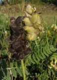 Astragalus cicer