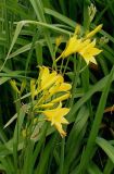 Hemerocallis minor