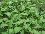 Cirsium oleraceum