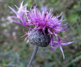 Centaurea scabiosa. Соцветие. Хмельницкая обл., Каменец-Подольский р-н, западнее с. Вербка, урочище Четыре кавалера, НПП \"Подольские Товтры\", луговая степь на склоне товтры. 24 сентября 2013 г.