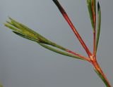 Chamelaucium uncinatum. Средняя часть веточки с боковыми побегами. Германия, г. Кемпен, в культуре. 06.03.2014.