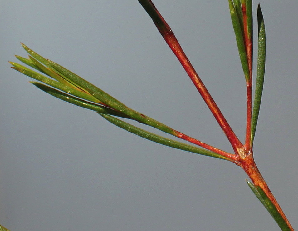 Image of Chamelaucium uncinatum specimen.