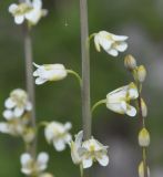 Turritis glabra