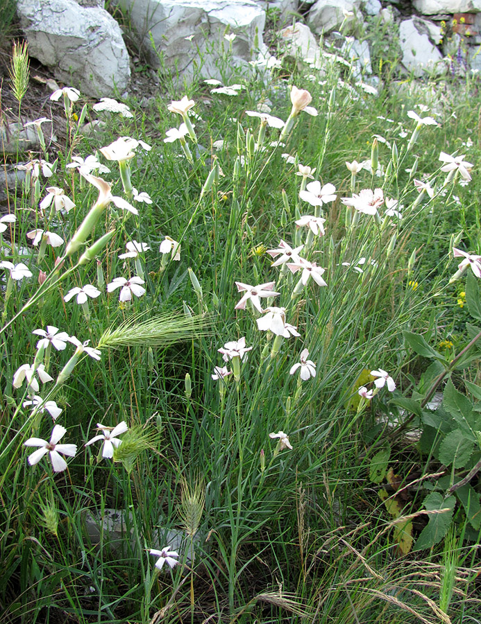 Изображение особи Dianthus lanceolatus.