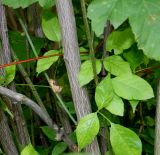 Staphylea trifolia. Средние части ветвей. Германия, г. Дюссельдорф, Ботанический сад университета. 02.06.2014.