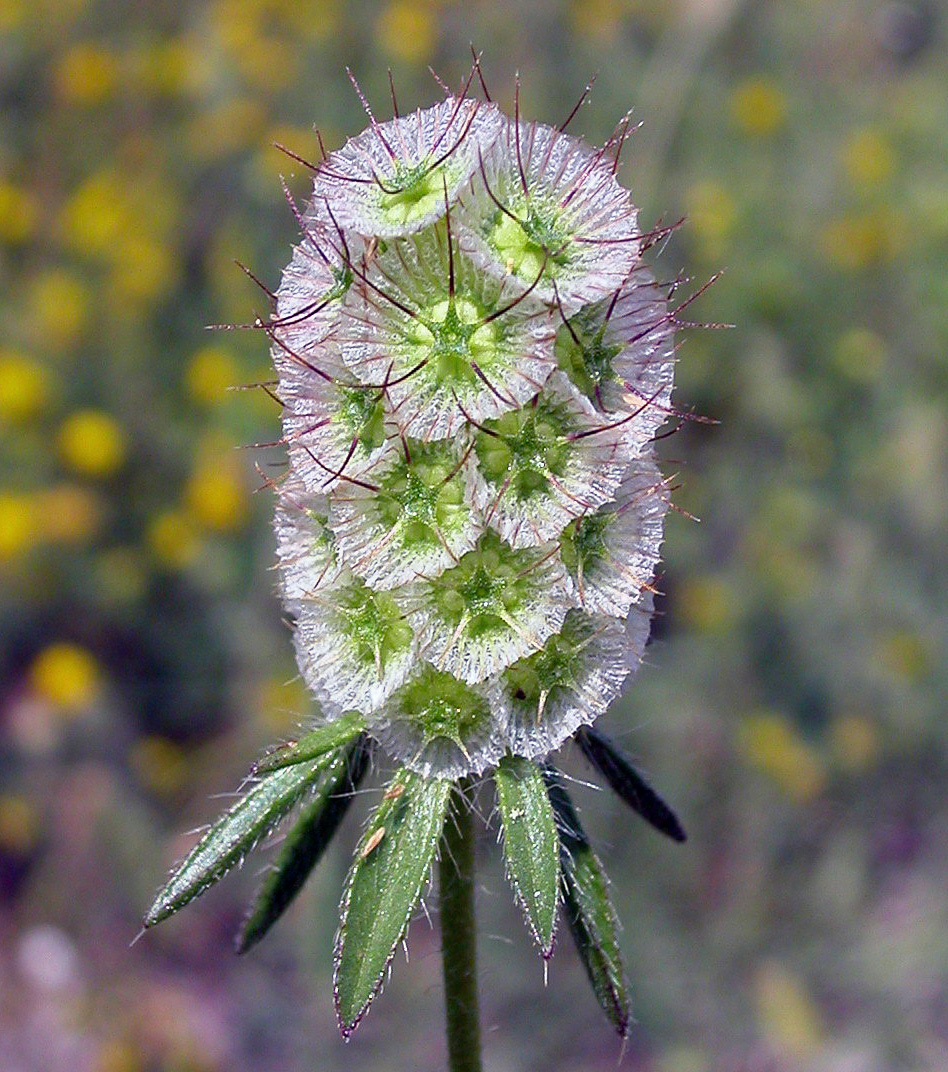 Image of Lomelosia micrantha specimen.