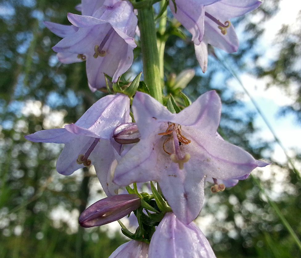 Изображение особи Campanula bononiensis.