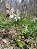 Cardamine quinquefolia