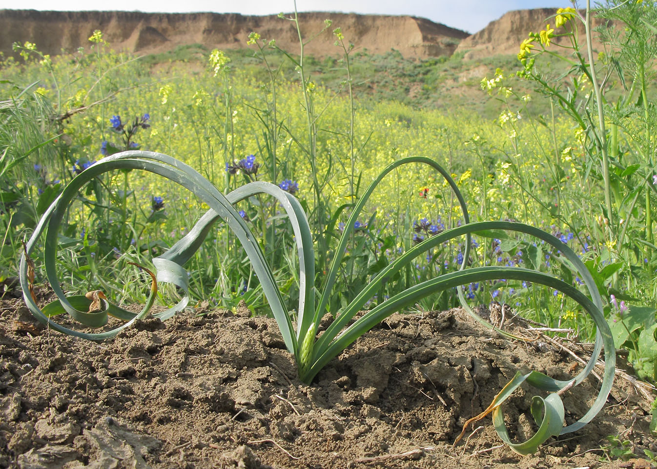 Изображение особи Ornithogalum ponticum.