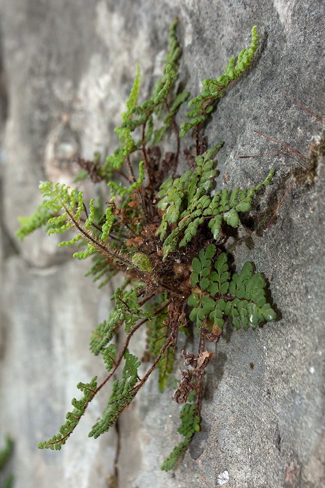 Изображение особи Oeosporangium acrosticum.