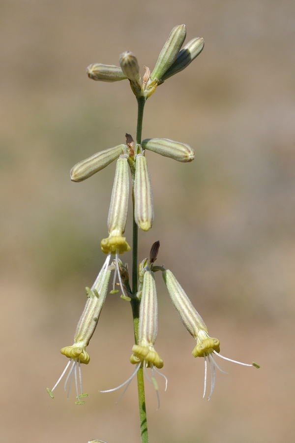 Изображение особи Silene pseudoholopetala.