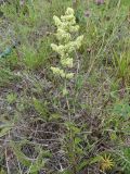 genus Galium. Цветущее растение. Курильские о-ва, о-в Кунашир, окр. дачного пос. Третьяково. 27 июля 2015 г.