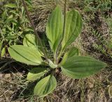 Plantago urvillei