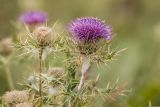 Cirsium pugnax