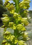 Orchis punctulata. Часть соцветия. Крым, окр. Балаклавы, поляна в редколесье из сосны пицундской и можжевельника высокого. 30 апреля 2016 г.