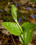 Vincetoxicum scandens