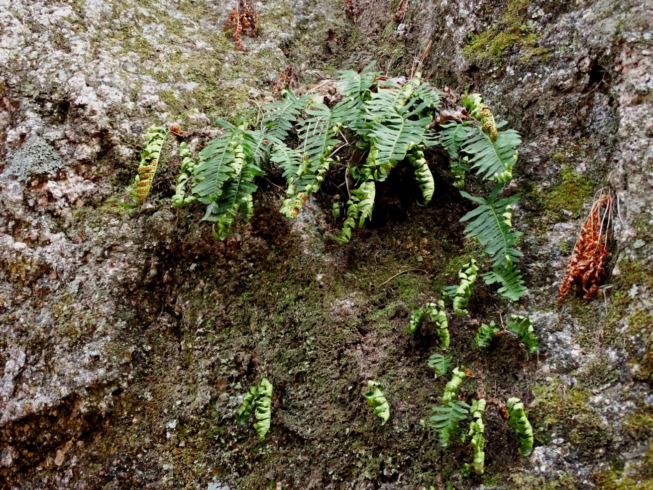 Изображение особи род Polypodium.