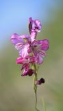 Gladiolus tenuis. Соцветие. Краснодарский край, Черноморское побережье Кавказа, окр. г. Новороссийск, Маркотхский хребет, Нефтяная балка, каменистый склон с выходами грунтовых вод. 30 мая 2015 г.